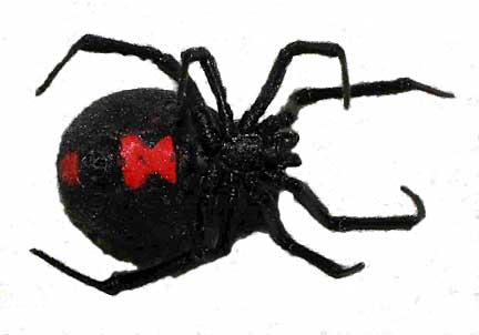 black widow spider bite pictures. lack widow spider bites